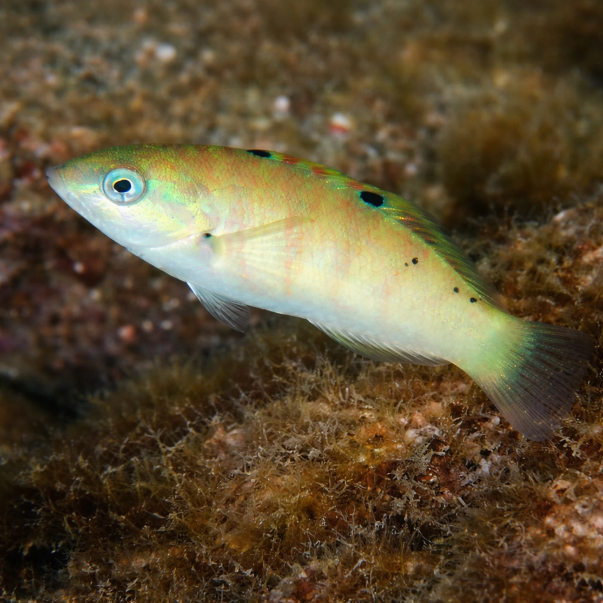 Sixbar Wrasse - Thalassoma hardwicke - Image 3