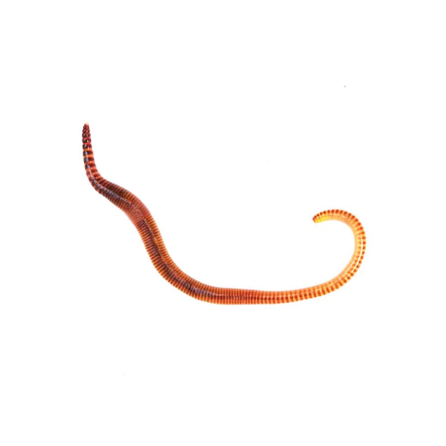 Worms Small (Dendrobaena) prepack 35