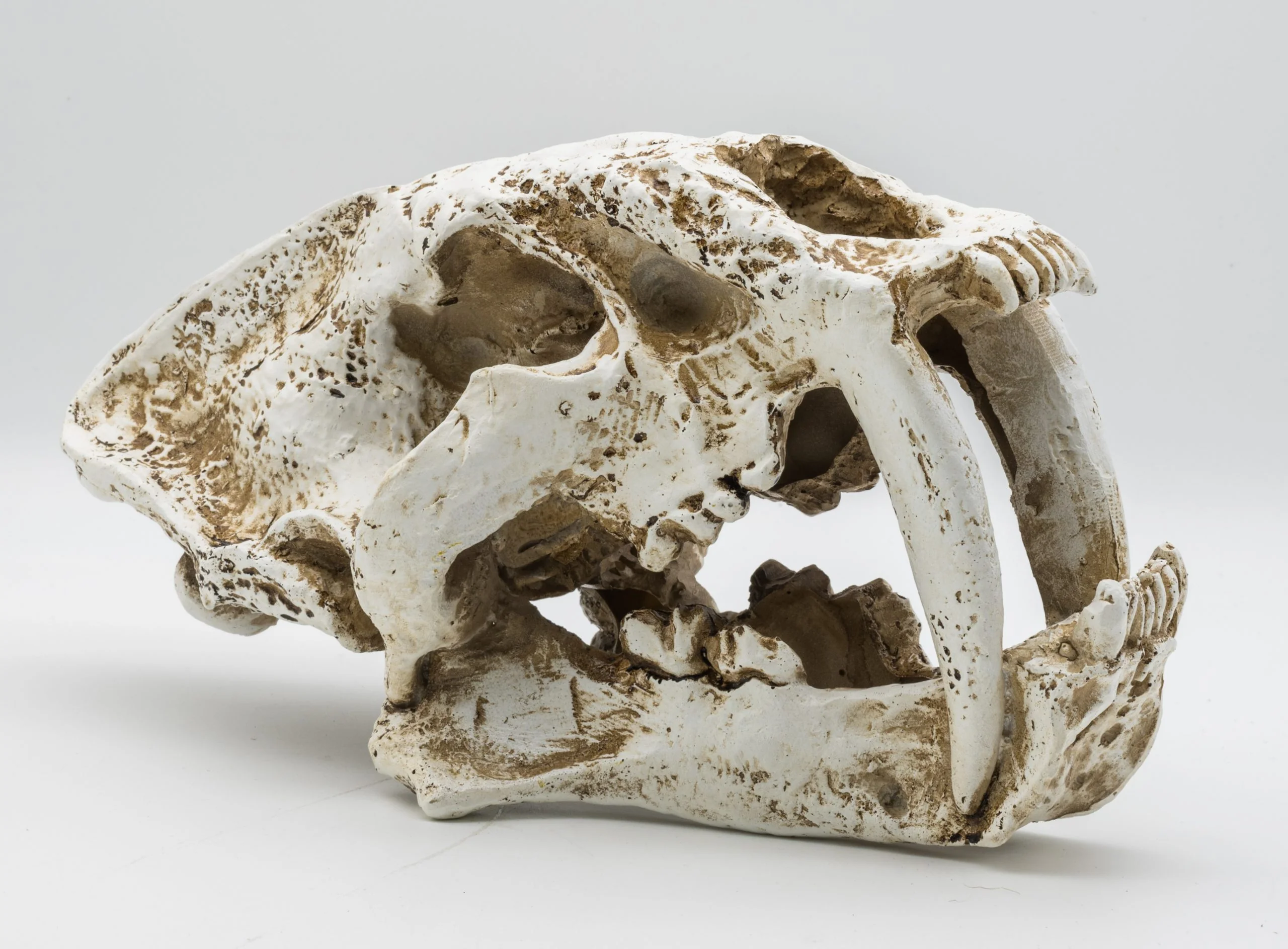 ProRep Smilodon Skull - Large