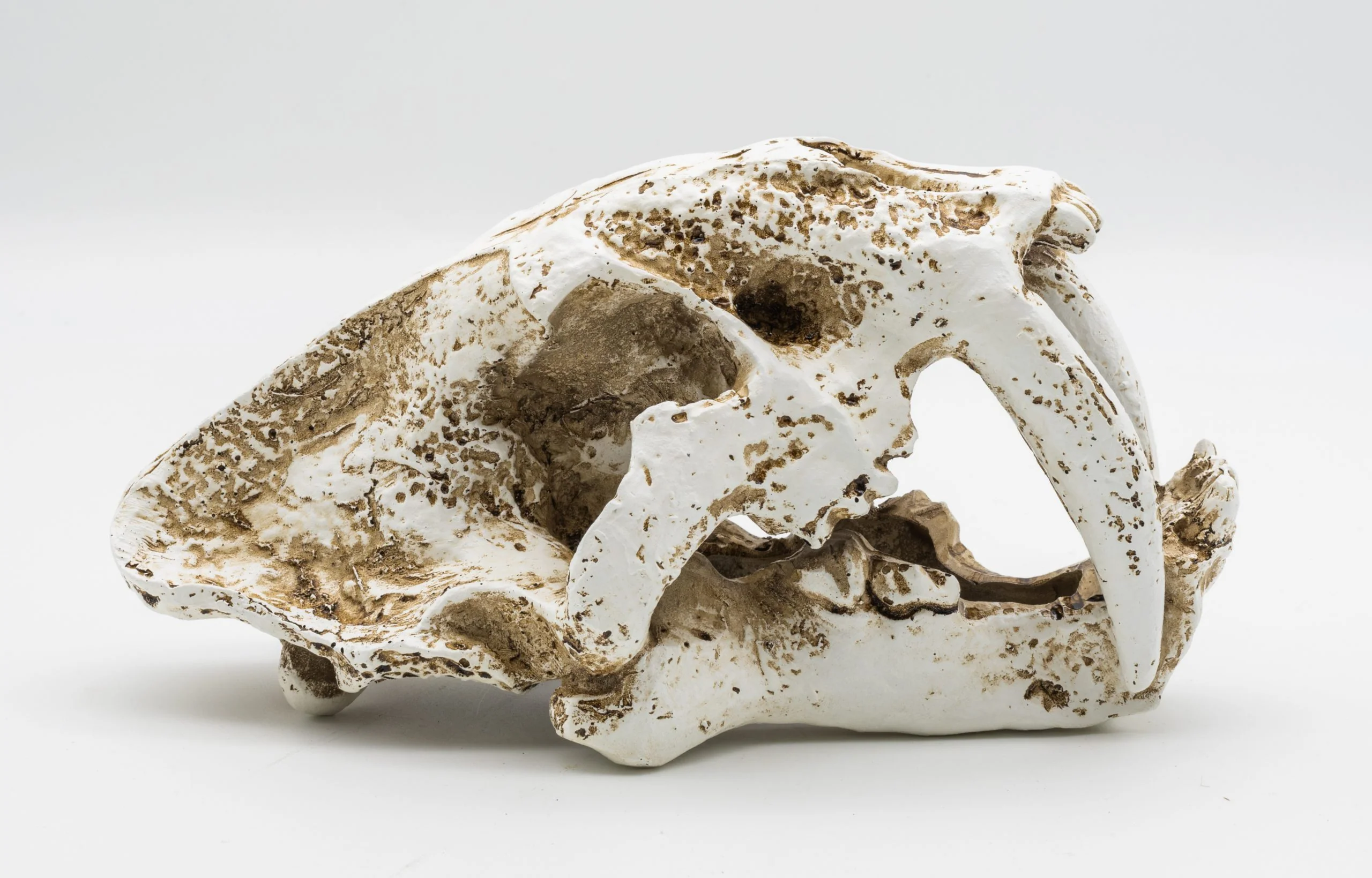 ProRep Smilodon Skull - Medium