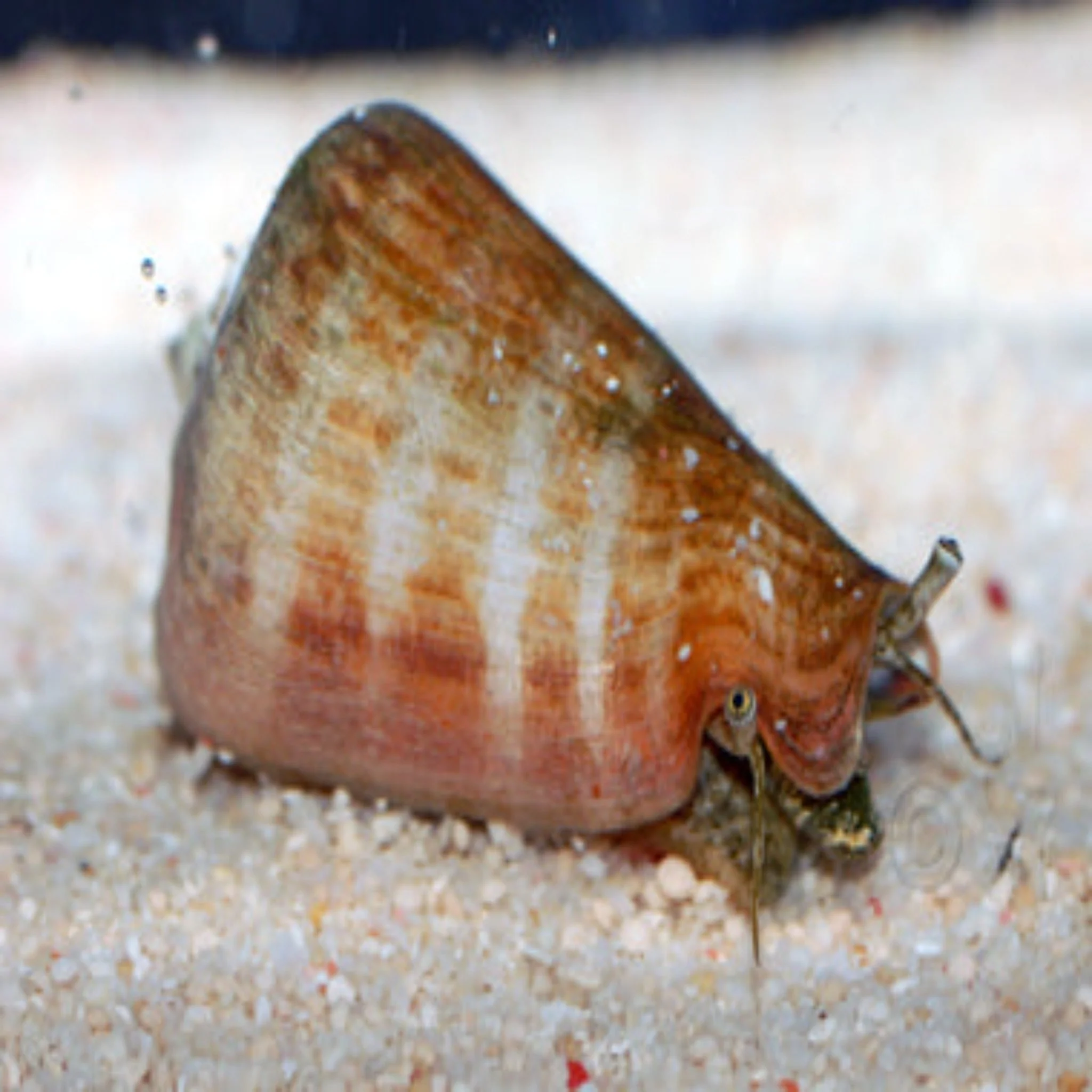 Snail - Red foot conch