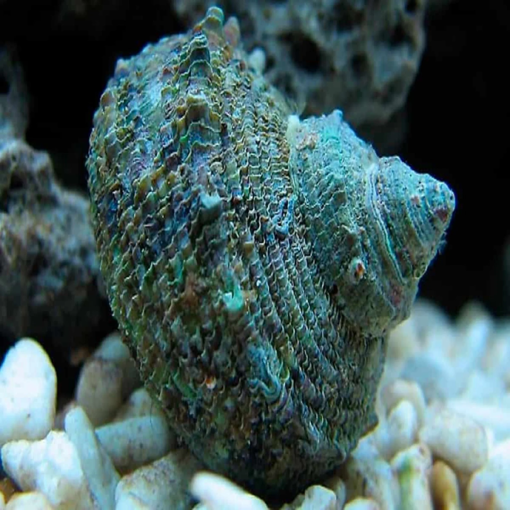 Mexican Turbo Snail