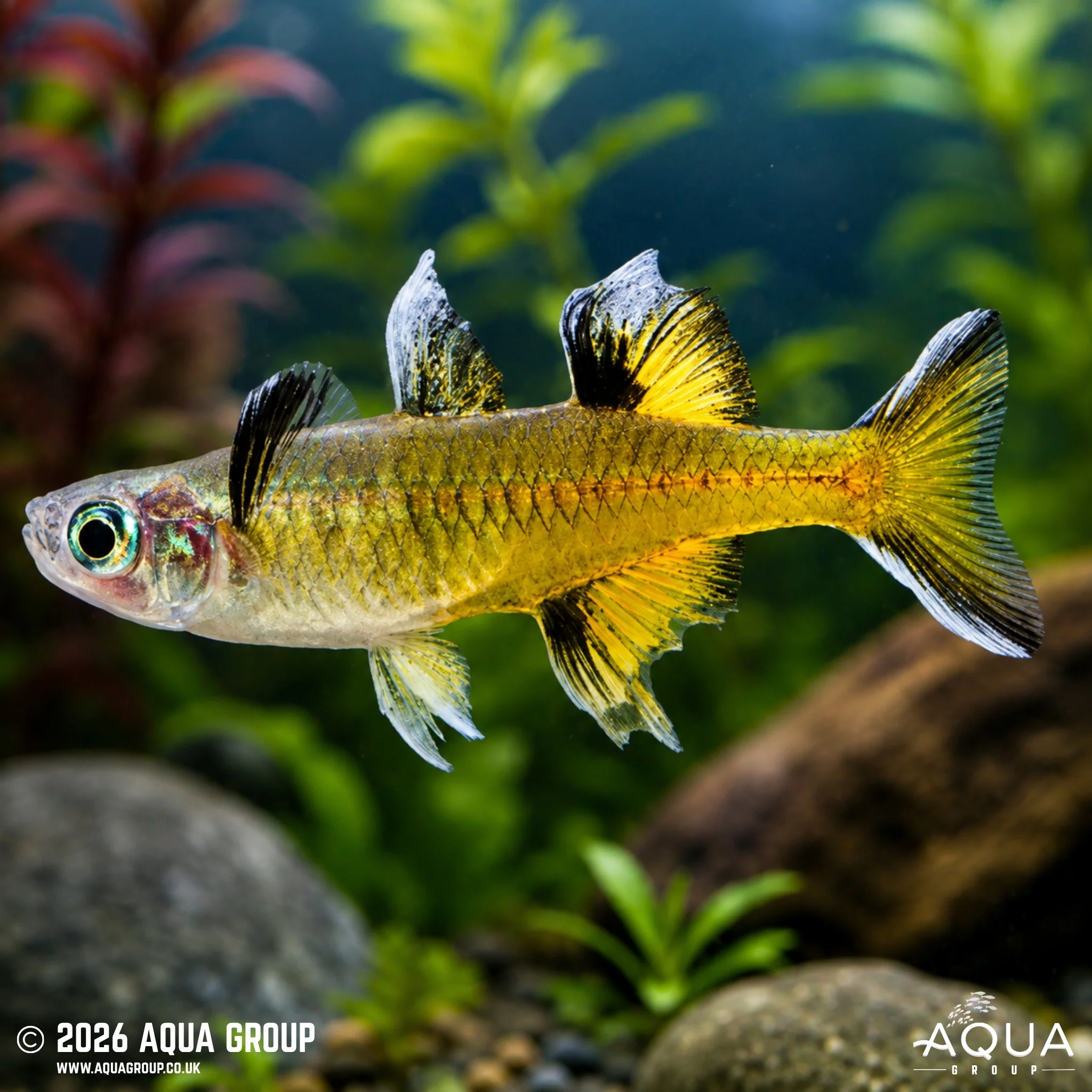 Southern Blue Eye Rainbow - Pseudomugil signifer