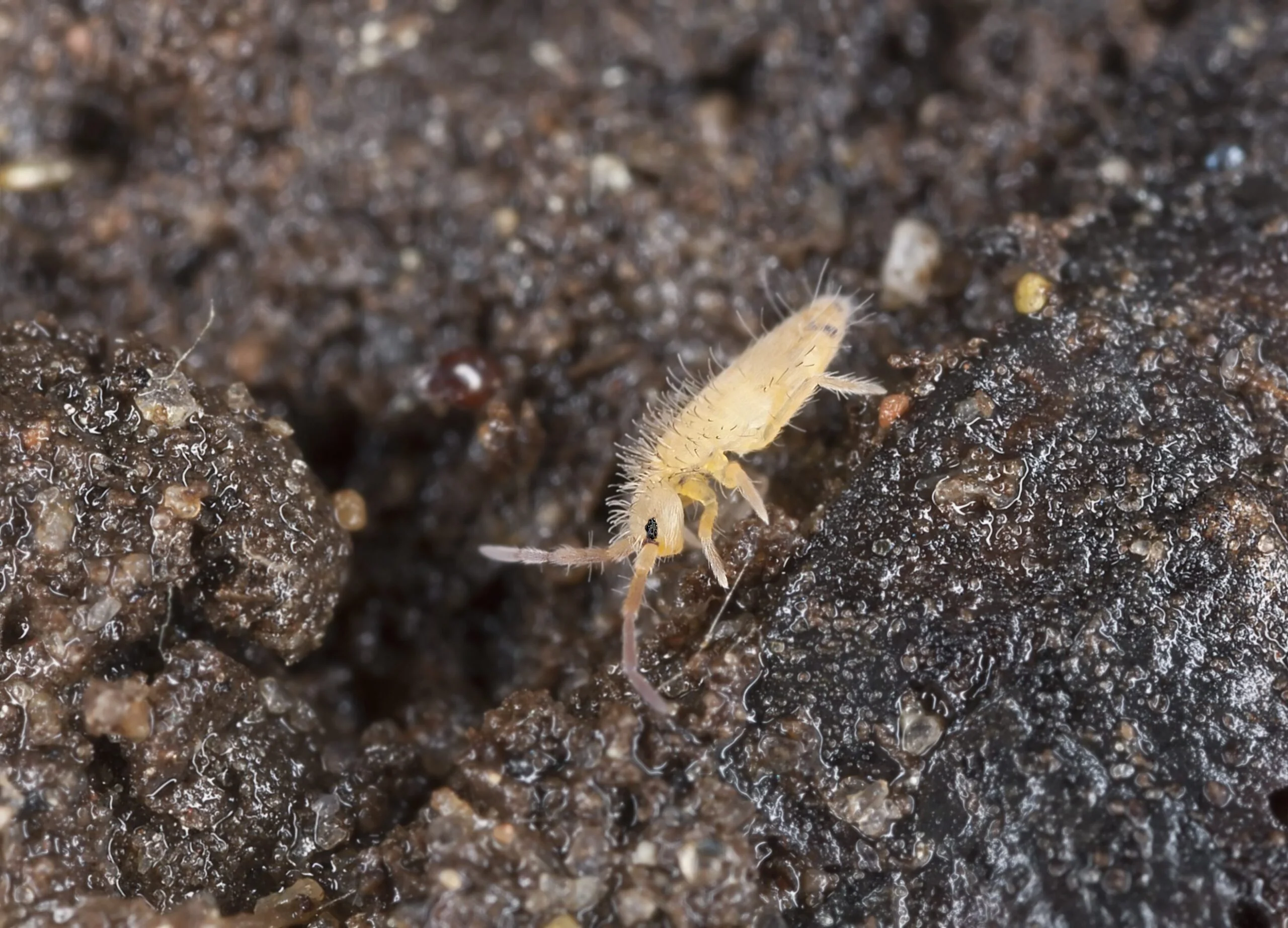Springtails Bulk Pack 1l