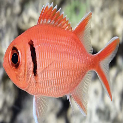 Soldier Fish