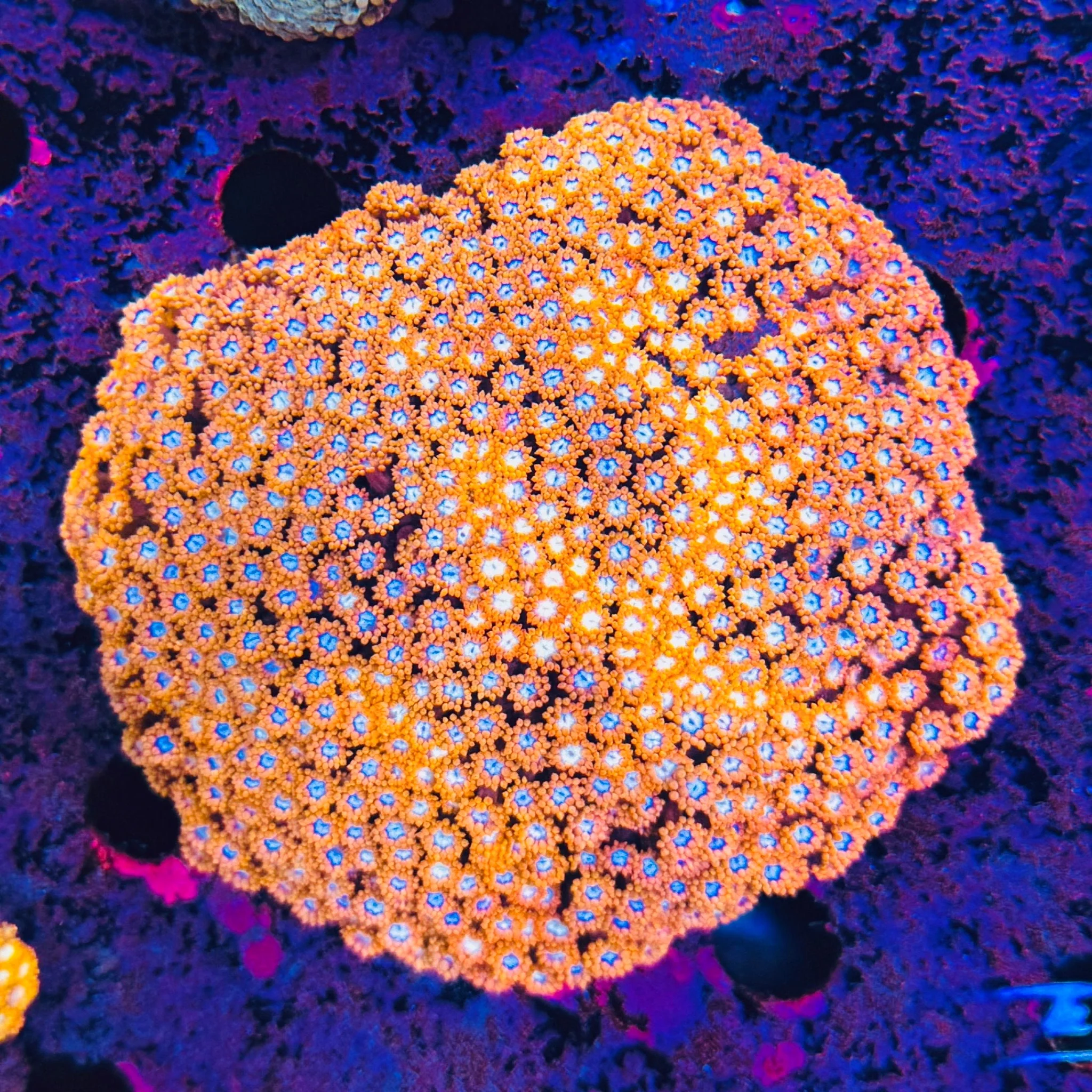 Strawberry Goniopora Colony