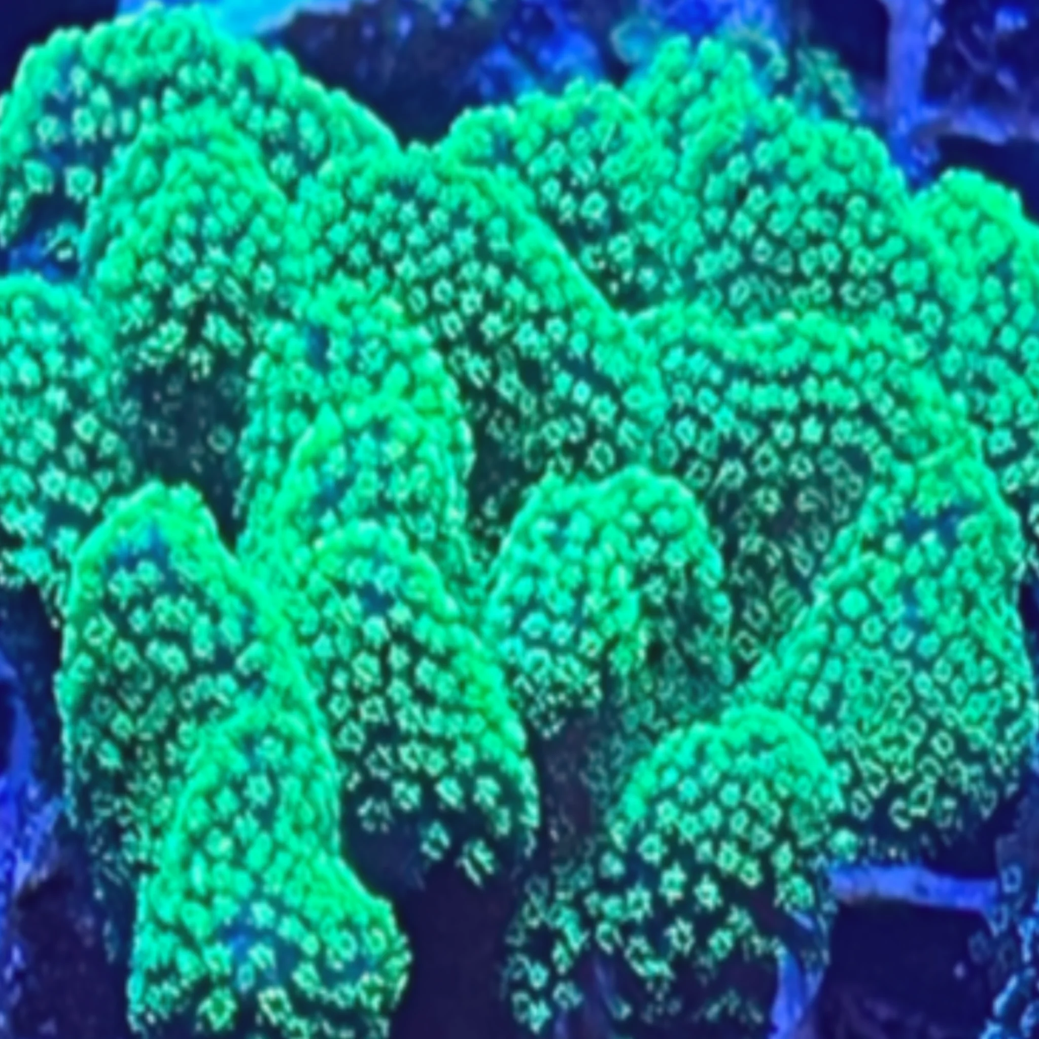 Stylophora Green Colony