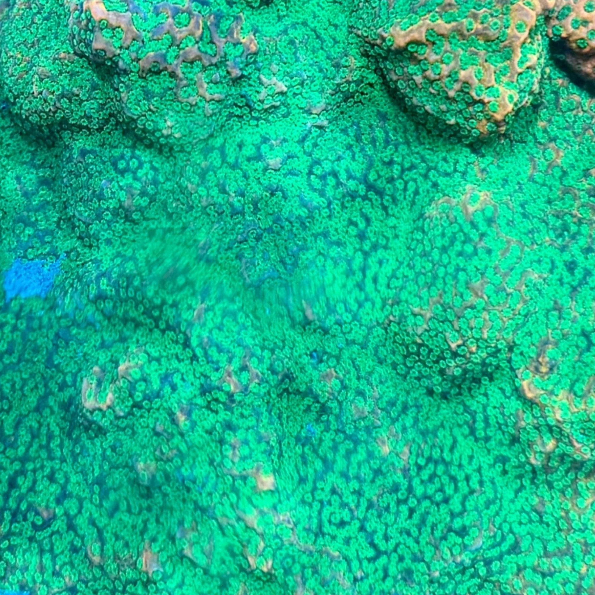 Sunset Montipora