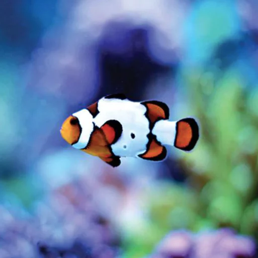 Tank Bred Clown - Picasso (pair)
