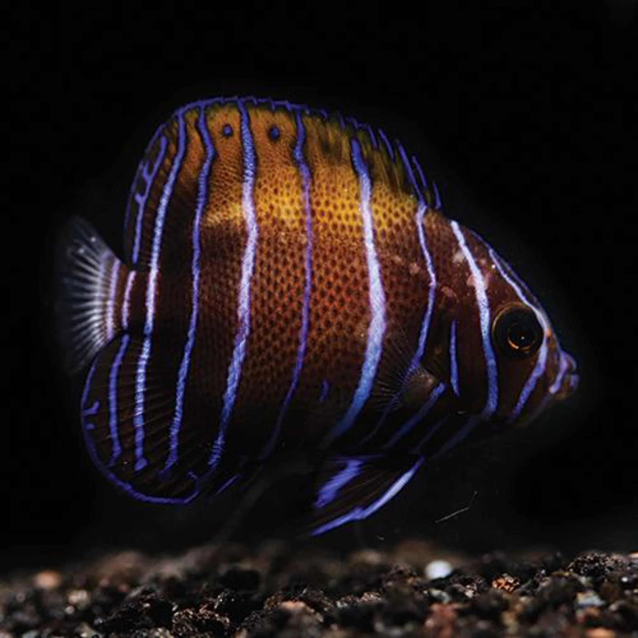 Tank Bred Majestic Angel