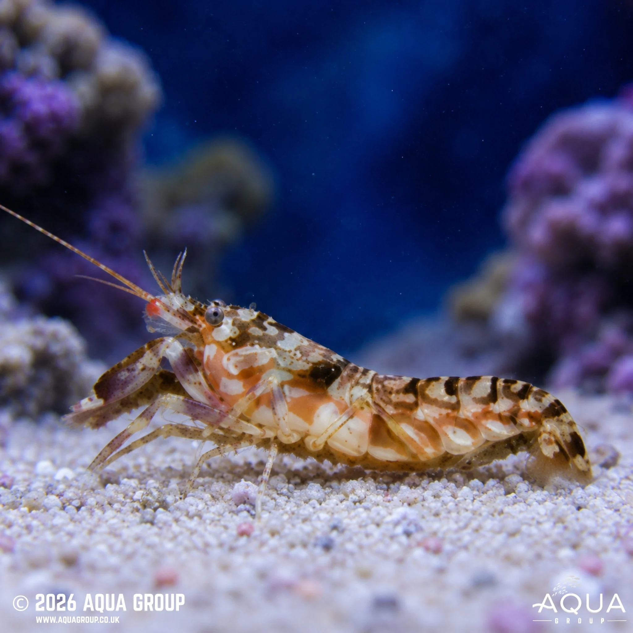 Tiger Pistol Shrimp