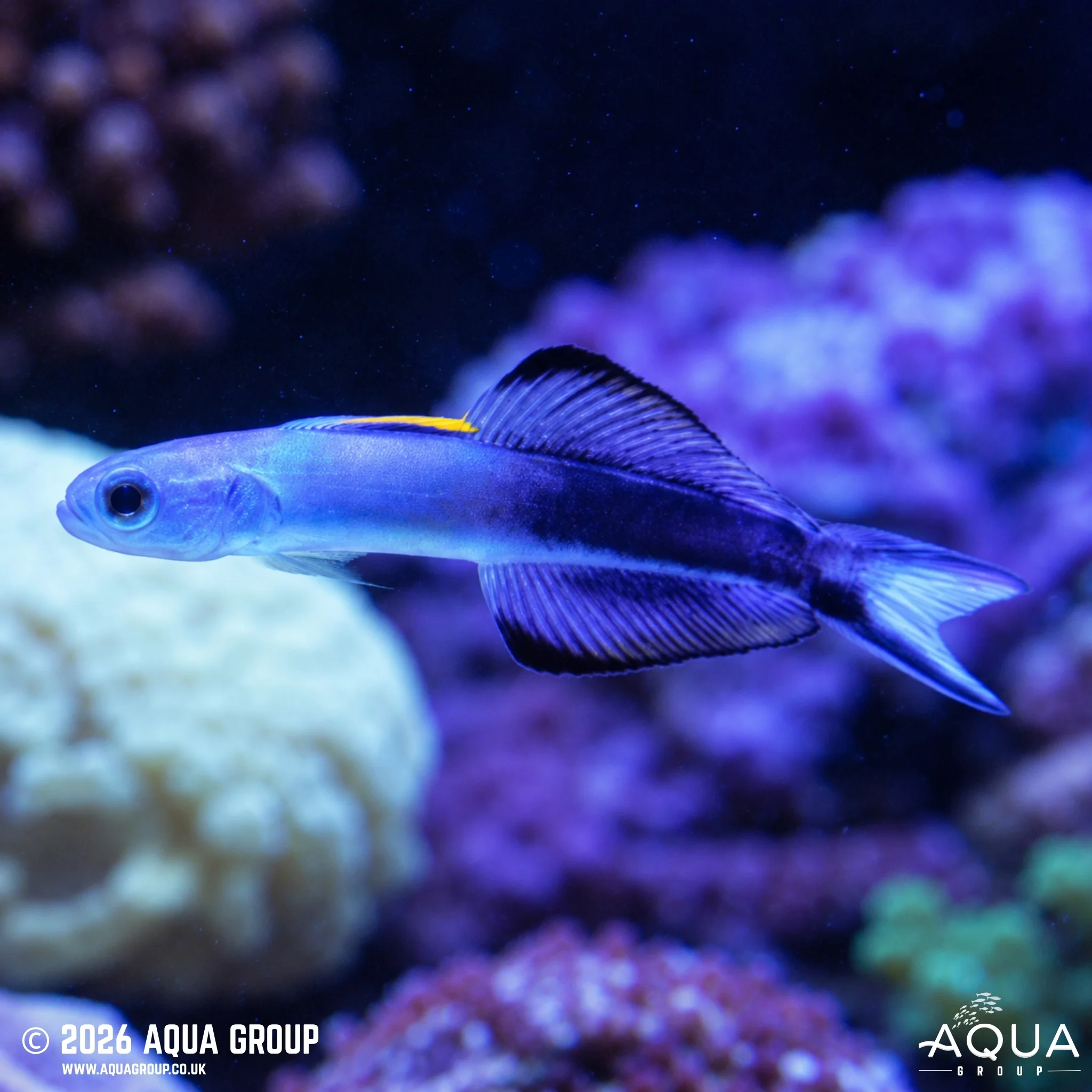Torpedo Goby - West Ind Ocean