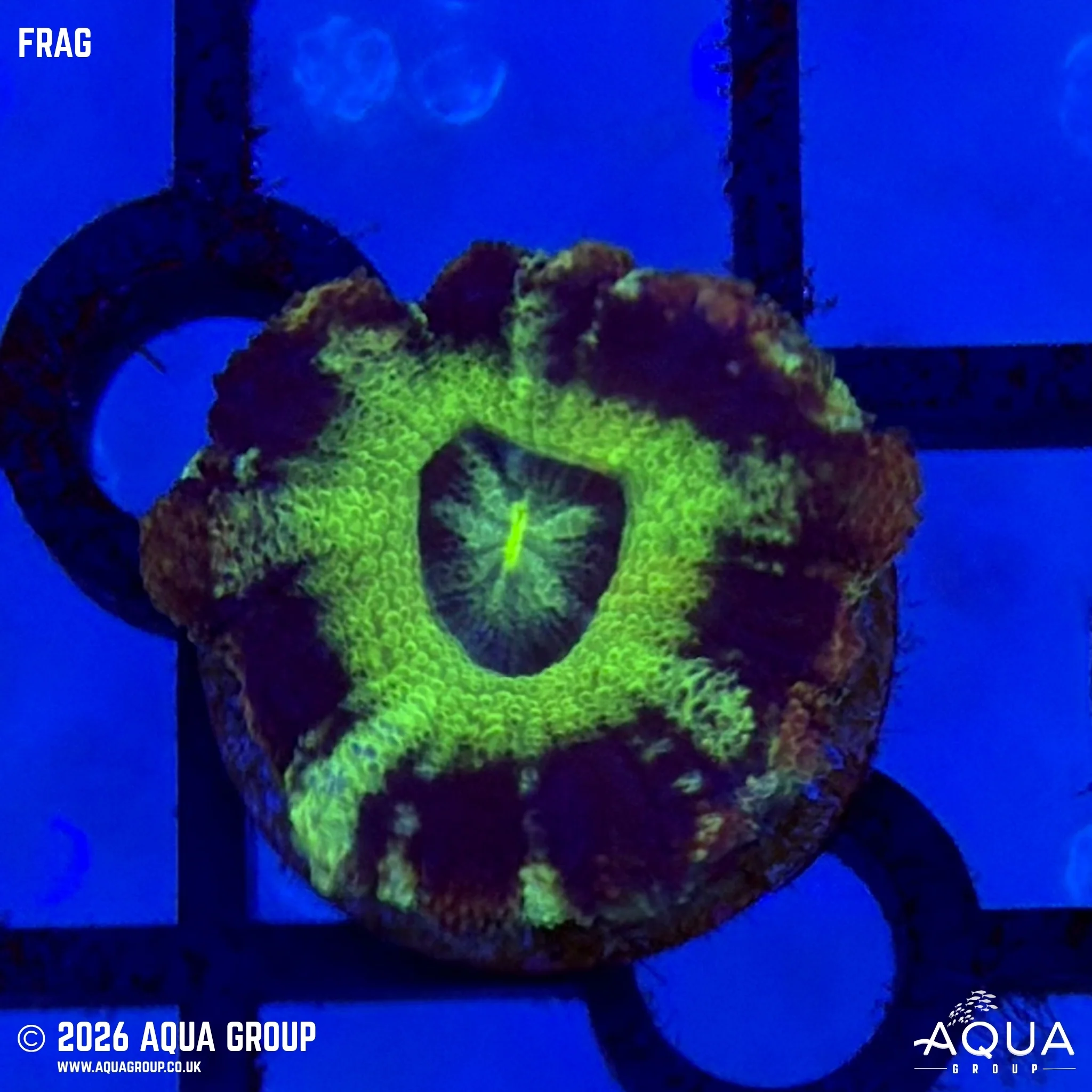 UFO Acan - Micromussa lordhowensis
