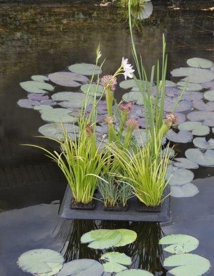 Velda Floating Plant Oasis 30 x 40cm - Image 2