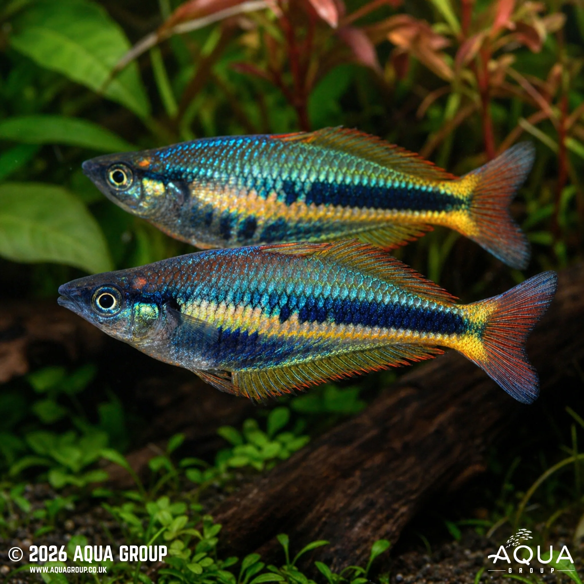 Wapoga Rainbowfish - Chilatherina alleni "Wapoga"