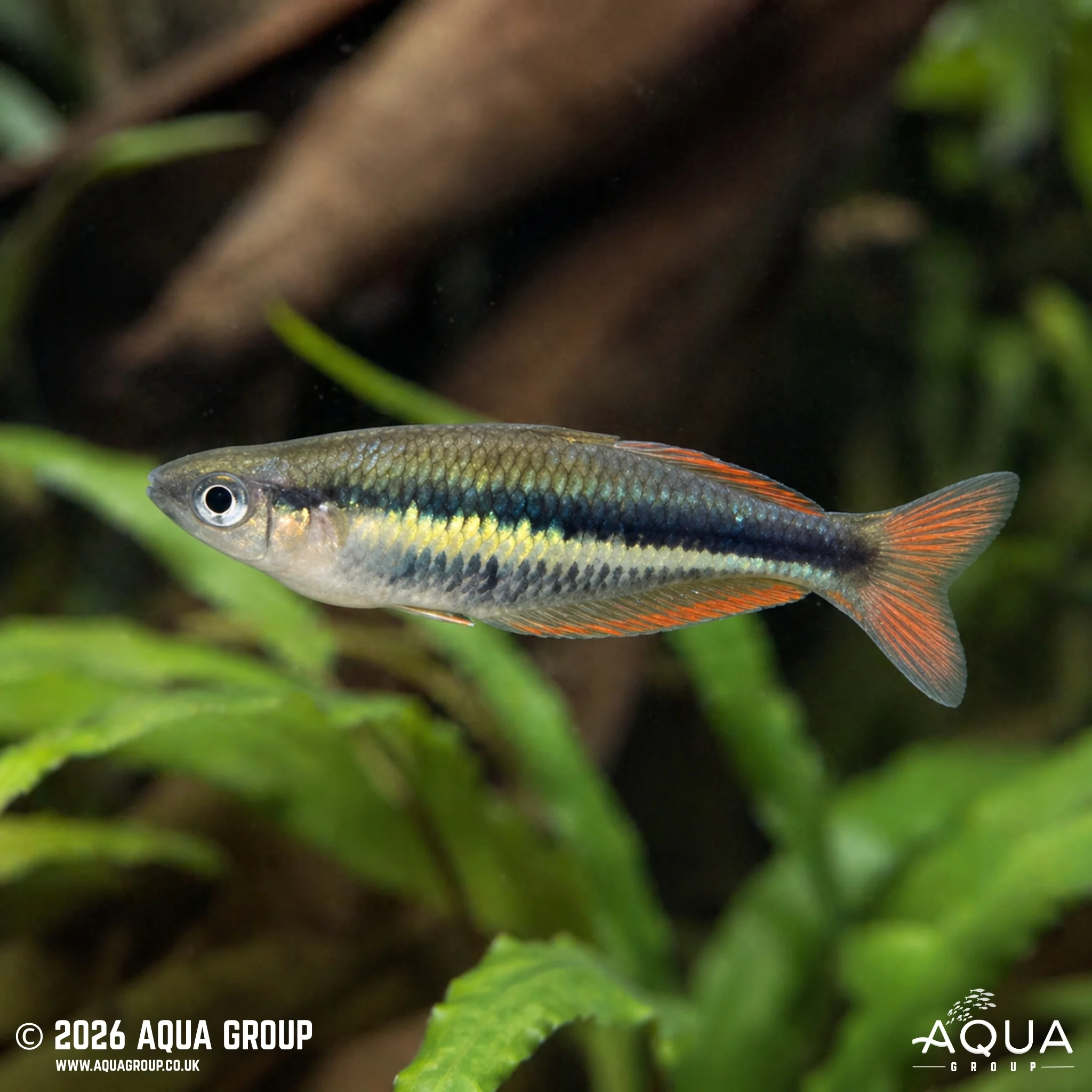 Wapoga Rainbowfish - Chilatherina alleni "Wapoga" - Image 2