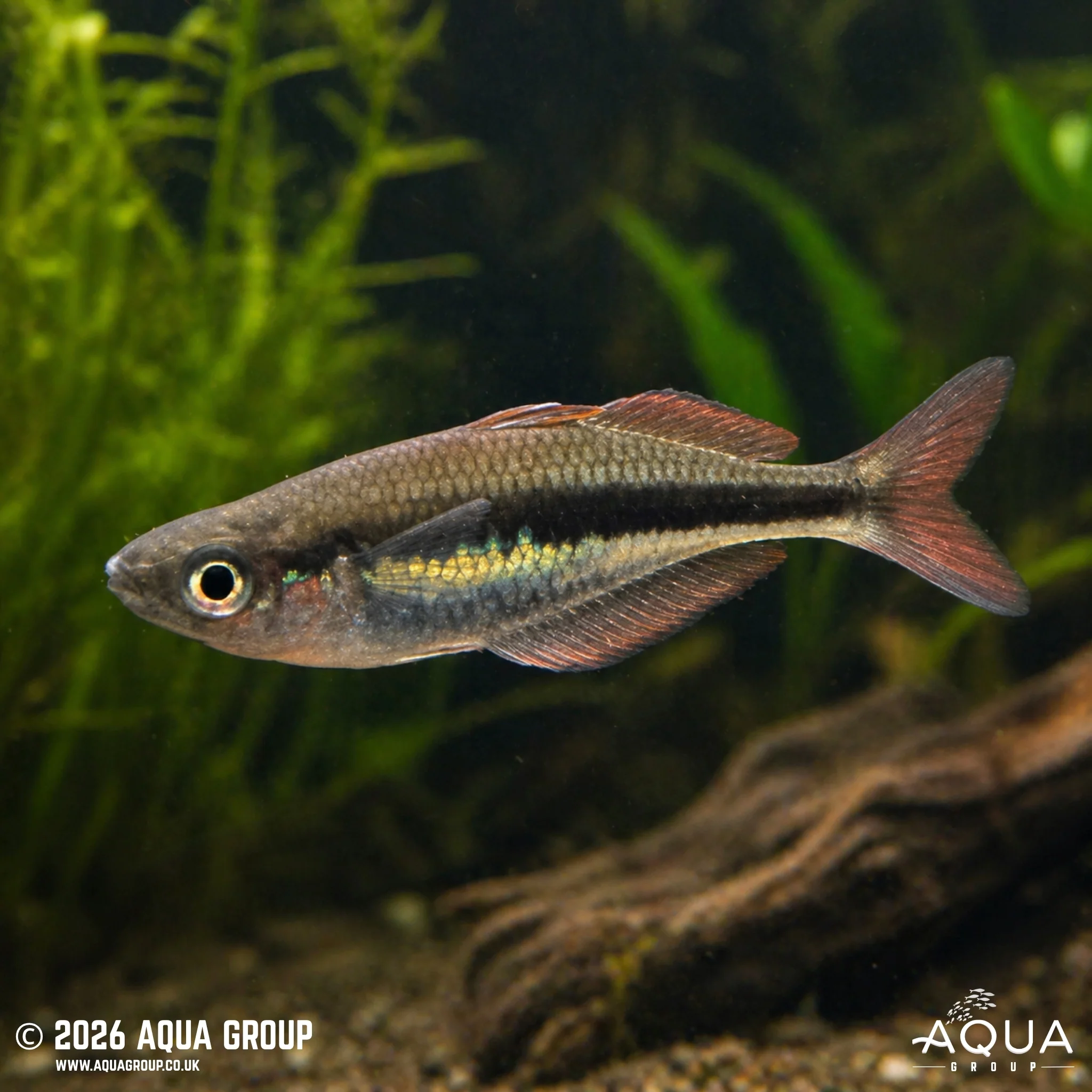 Wapoga Red Rainbowfish - Chilatherina Alleni - Image 2