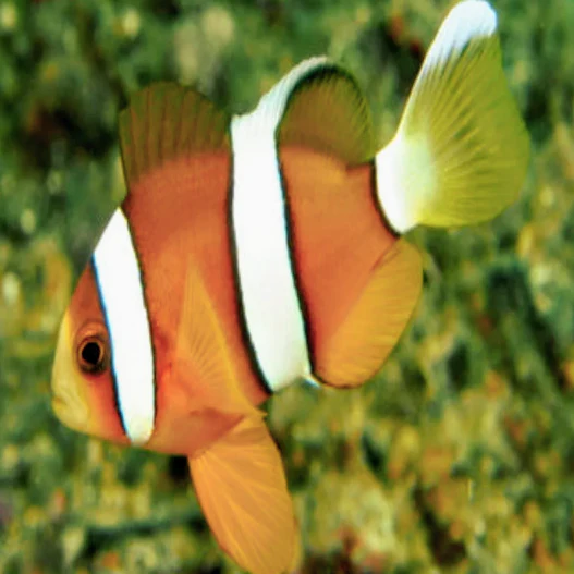 Wild Clarki Clown- Yellow Pair