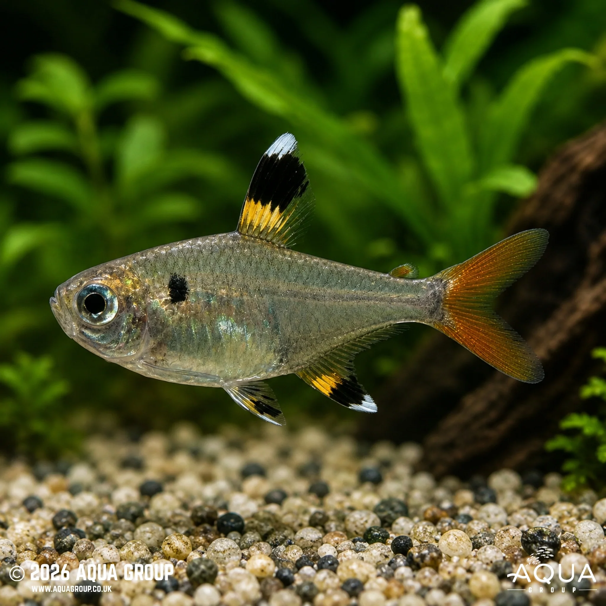 X-Ray Tetra - Pristella maxillaris