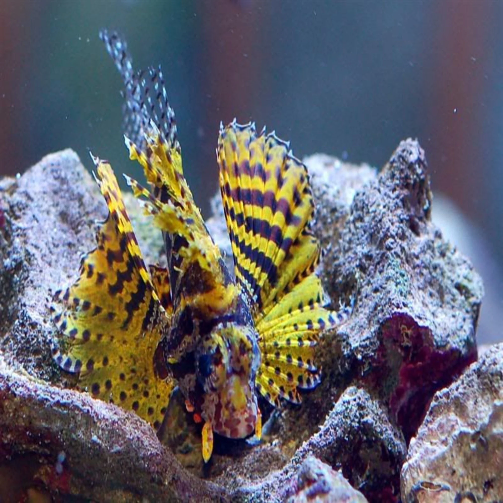 Gold Bumblee Fuzzy Dwarf Lionfish