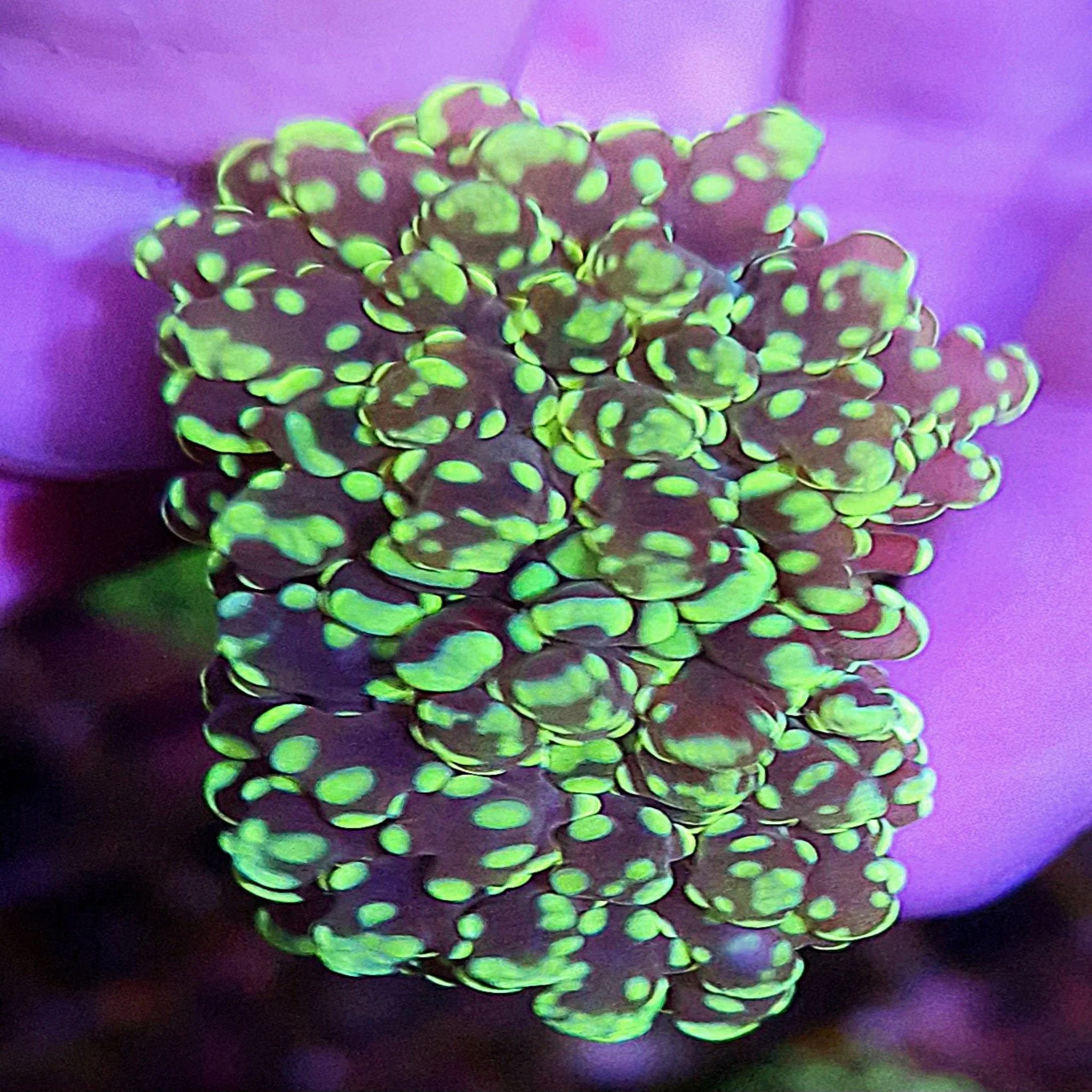 Green Branching Frogspawn