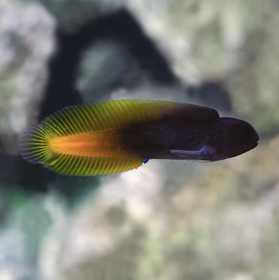 Yellow Tail Blenny
