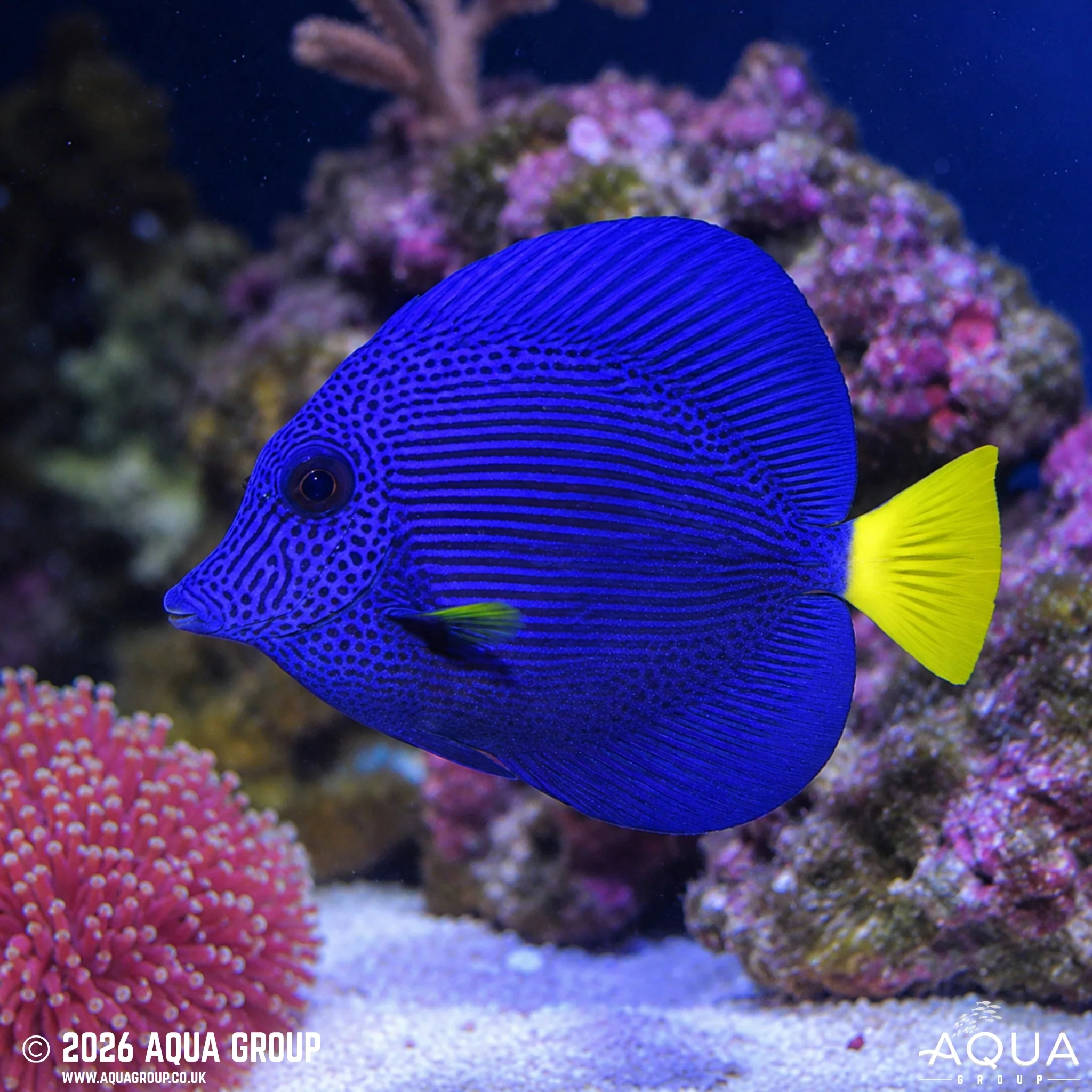 Yellow Tail Purple Tang