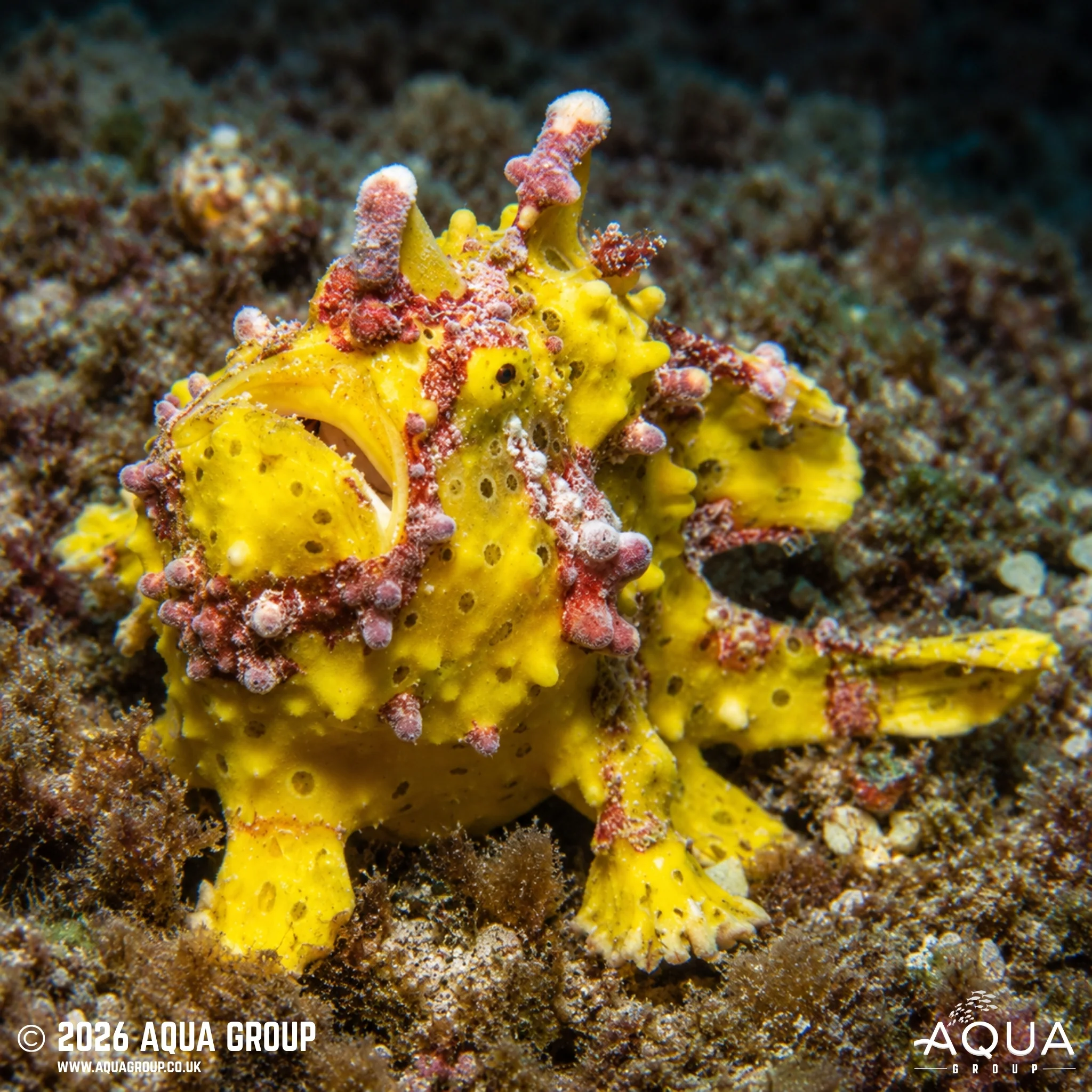Yellow Wartskin Anglerfish - Antennarius maculatus
